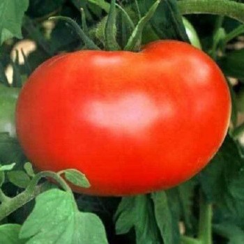 1606 F1 семена помидора индетерминантного (Lark Seeds)