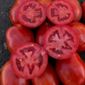 9985 F1 семена томата дететерминантного (Lark Seeds)
