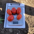 9985 F1 семена томата дететерминантного (Lark Seeds)
