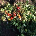 9985 F1 семена томата дететерминантного (Lark Seeds)