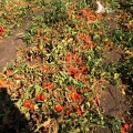 9985 F1 семена томата дететерминантного (Lark Seeds)