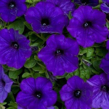 Адреналин Blue (синяя) семена петунии грандифлора (Kitano Seeds)