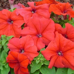 Адреналин Red (красная) семена петунии крупноцветковой (Kitano Seeds)