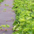 Агроволокно чорне для мульчування (щільність 80г/м2) (Agreen)