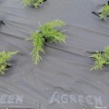 Агроволокно чорне для мульчування (щільність 80г/м2) (Agreen)