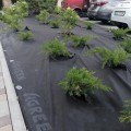 Агроволокно чорне для мульчування (щільність 80г/м2) (Agreen)