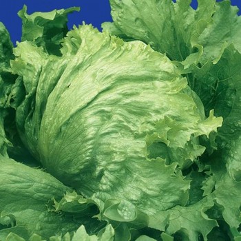 Айсберг семена салата зел. (GL Seeds)