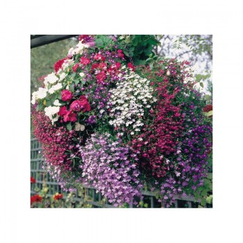 Аквамарин Mix семена лобелии ампельной (Kitano Seeds)