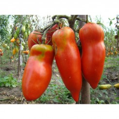 Мустанг семян помидора индетерминантного (GL Seeds)