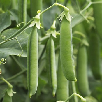 Амалфи семян гороха (Syngenta)