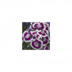 Амико Purple Picotee семена гвоздики (Kitano Seeds)