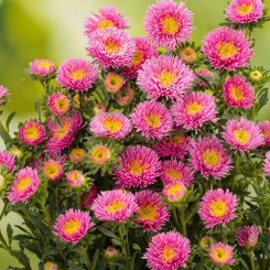 Арлекин розовой (Pink) семян астры (Satimex)