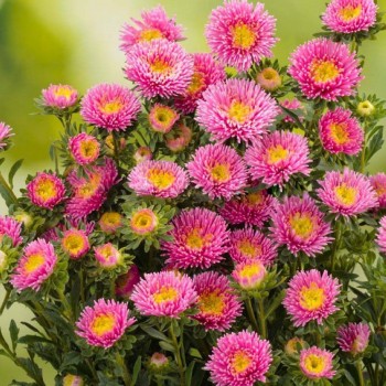 Арлекин розовой (Pink) семян астры (Satimex)
