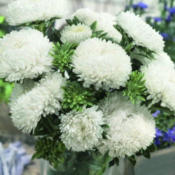 Сиринга белая (White) семена астры хризантемообразной (Satimex)