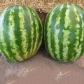Авалон F1 (Avalon F1) семена арбуза раннего (Innova Seeds)