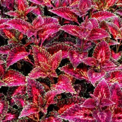 Бамбино Вельвет семена колеуса (Kitano Seeds)