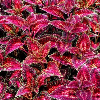 Бамбино Вельвет семена колеуса (Kitano Seeds)