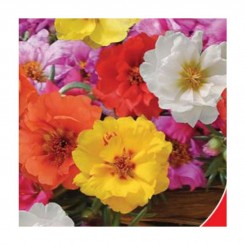 Барокко микс (смесь) семян портулака (GL Seeds)