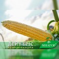Дейнерис F1 (Барселона F1) семена кукурузы суперсладкой Sh2 (Мнагор)