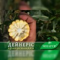 Дейнерис F1 (Барселона F1) семена кукурузы суперсладкой Sh2 (Мнагор)