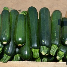 Базальт F1 семян цуккини (Lark Seeds)