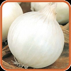 Белая Королева семян лука репчатого белого (GL Seeds)