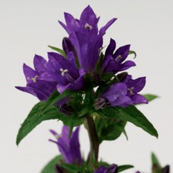 Бельфлер синий (blue) семена колокольчика (Syngenta)