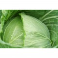 Белоснежка семян капусты белокочанной (Hortus)