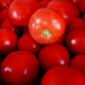 Бобкат F1 семян помидора детерминантного (Syngenta)