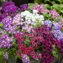 Бристоль Формула Микс семян флокса (Kitano Seeds)