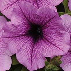 Бриз Плума Веин (Plum Vein) семян петунии ампельной (Kitano Seeds)
