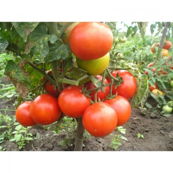 Чайка семян помидора детерминантного (GL Seeds)