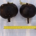 Черная кулата семена редьки (Semo)