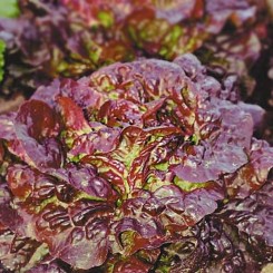 Четыре сезона семян салата тип Маслянистый (Hortus)