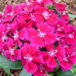 Чиба F1 (Чибо F1) розовая (rose) семена гвоздики межвидовой (Hem Genetics)