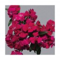 Чиба F1 (Чибо F1) розовая (rose) семена гвоздики межвидовой (Hem Genetics)