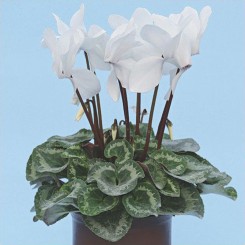 Цикламен белый (white) семян (Cerny)