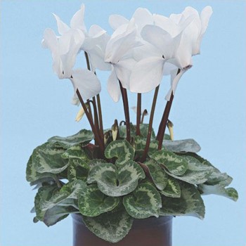 Цикламен белый (white) семян (Cerny)