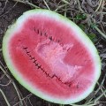 Дата F1 семян арбуза (Lark Seeds)