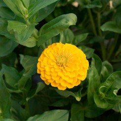 Дейлиа желтая (yellow) семена циннии (Floragran)