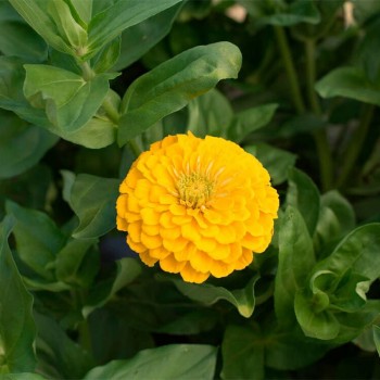 Дейлиа желтая (yellow) семена циннии (Floragran)