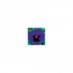 Династия Blue Blotch семян фиалки (Kitano Seeds)