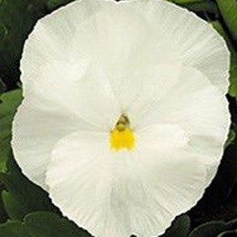 Династія Pure White насіння фіалки (Kitano Seeds)