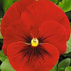 Династия Scarlet Shades семян фиалки (Kitano Seeds)