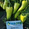 Дуэт F1 семян перца (ZKI)