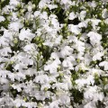 Дворец белый (white) семена лобелии (Benary)
