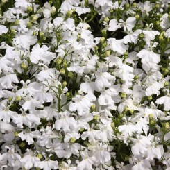 Дворец белый (white) семена лобелии (Benary)