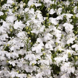 Дворец белый (white) семена лобелии (Benary)