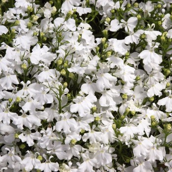 Дворец белый (white) семена лобелии (Benary)