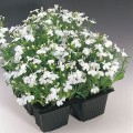 Дворец белый (white) семена лобелии (Benary)